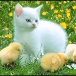 En güzel civciv kedi resimler