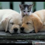 En güzel kedi köpek resimleri