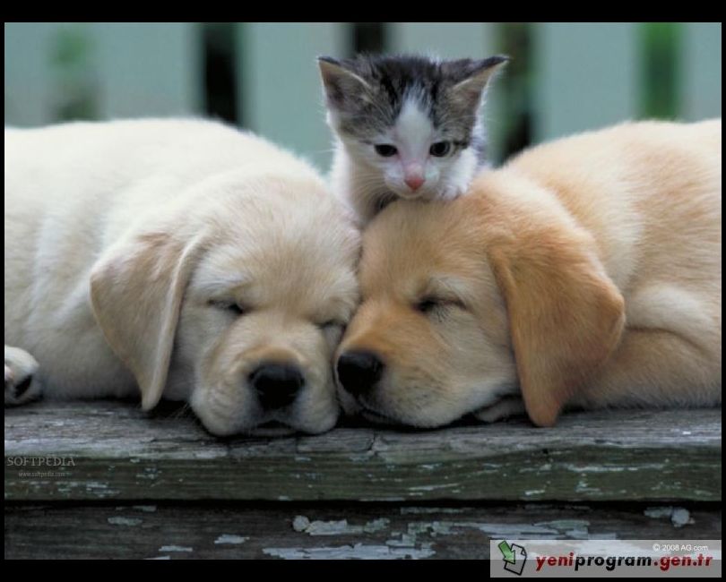 En güzel kedi köpek resimleri