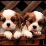 En güzel köpek resimler
