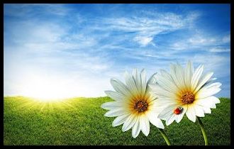 En güzel papatya facebook