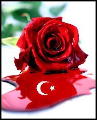 Türk bayrağı gül resimleri