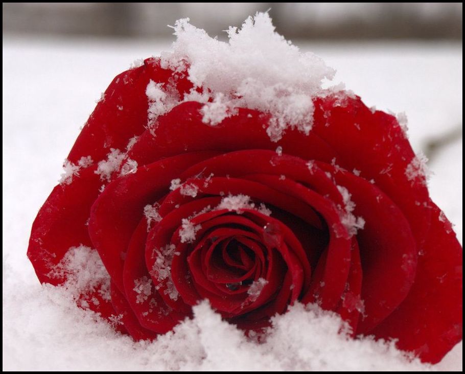 Kar ve gül