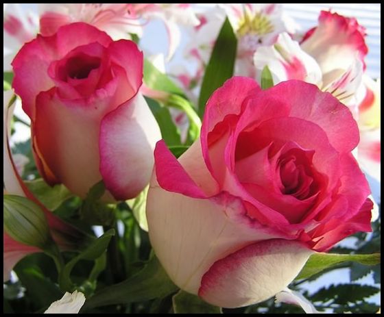 Pembe gül