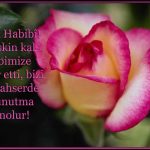 Yazılı gül resimleri