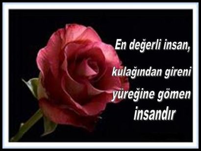 Yazılı gül