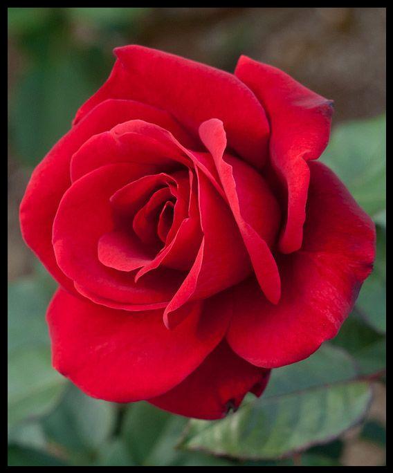 Kırmızı gül görselleri