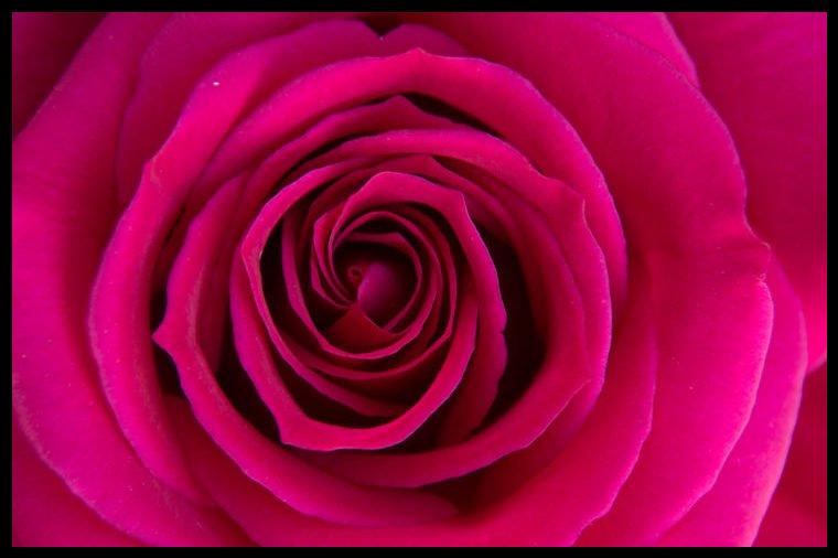 Pembe gül foto