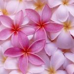 Pembe çiçek resimleri
